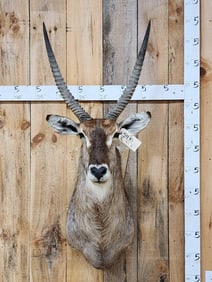 NICE African Waterbuck Shoulder Mount Taxidermy