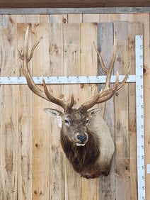 BIG 6x8 400 Class Elk Shoulder Mount Taxidermy