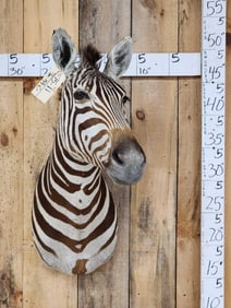 Awesome Zebra Shoulder Mount Taxidermy