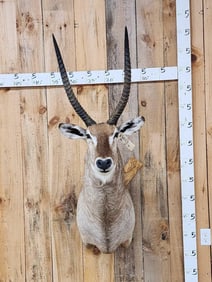 NICE African Waterbuck Shoulder Mount Taxidermy