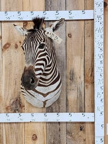 Beautiful Zebra Shoulder Mount Taxidermy