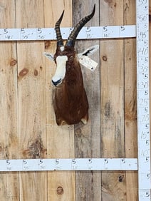African Blesbok Shoulder Mount Taxidermy