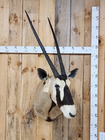 African Gemsbok Shoulder Mount Taxidermy