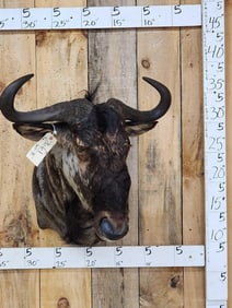 African Blue Wildebeest Shoulder Mount Taxidermy