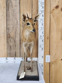 African Bush Duiker Full Body Taxidermy Mount