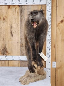 BIG African Chakma Baboon Full Body Taxidermy Mount