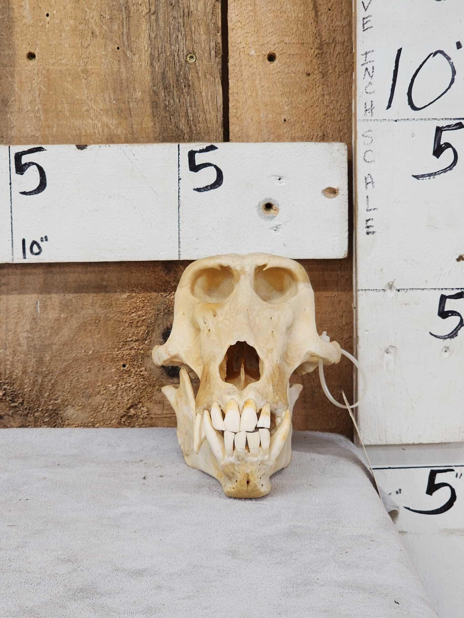 Big African Chakma Baboon Skull Taxidermy: 76.22 This Skull is from the XL Baboon in the previous lot great look!