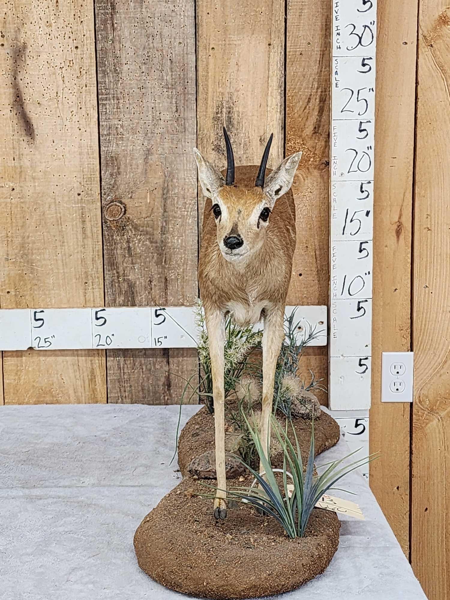 African Duiker Full Body Taxidermy Mount: 74.13 Nicely done mount in running pose on habitat base
