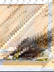 African Porcupine Full Body Taxidermy Mount