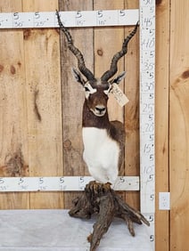 Indian Black Buck Table Top Pedestal Taxidermy Mount