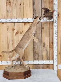 African Caracal Cat Leaping For A Bird Taxidermy Mount