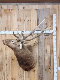 6x5 Elk Shoulder Mount Taxidermy