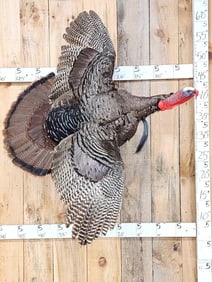 Turkey In Flight Bird Taxidermy