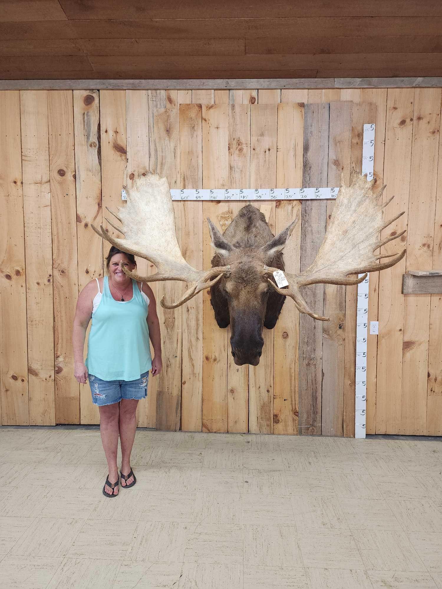 68" Wide Moose Shoulder Mount Taxidermy: 76.59 Recently mounted great Taxidermy Artwork looking down pose would look spectacular in any great room with high ceilings detachable antlers for easy transport installation