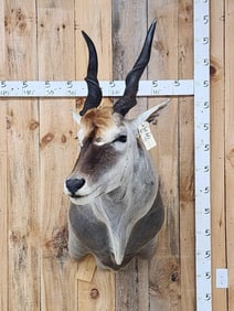 African Eland Shoulder Mount Taxidermy