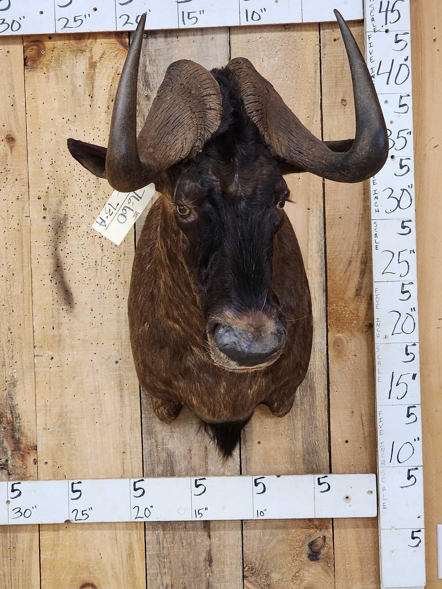 African Black Wildebeest Shoulder Mount Taxidermy: 76.60 Recently mounted great Taxidermy Artwork nice piece