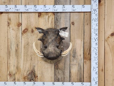 African Warthog Shoulder Mount Taxidermy