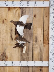 Pair Of Alaskan Ptarmigan Bird Taxidermy