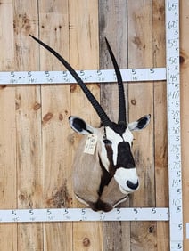 Extra Nice African Gemsbok Shoulder Mount Taxidermy