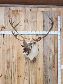Caribou Shoulder Mount Taxidermy