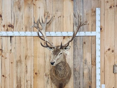 Big Red Stag Shoulder Mount Taxidermy