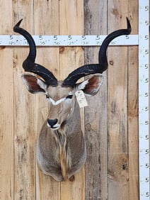 African Kudu Shoulder Mount Taxidermy