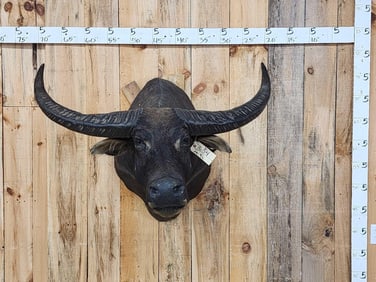 Water Buffalo Shoulder Mount Taxidermy
