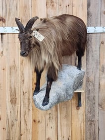 Tahr Full Body Taxidermy Mount