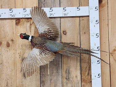Ringneck Pheasant In Flight Bird Taxidermy