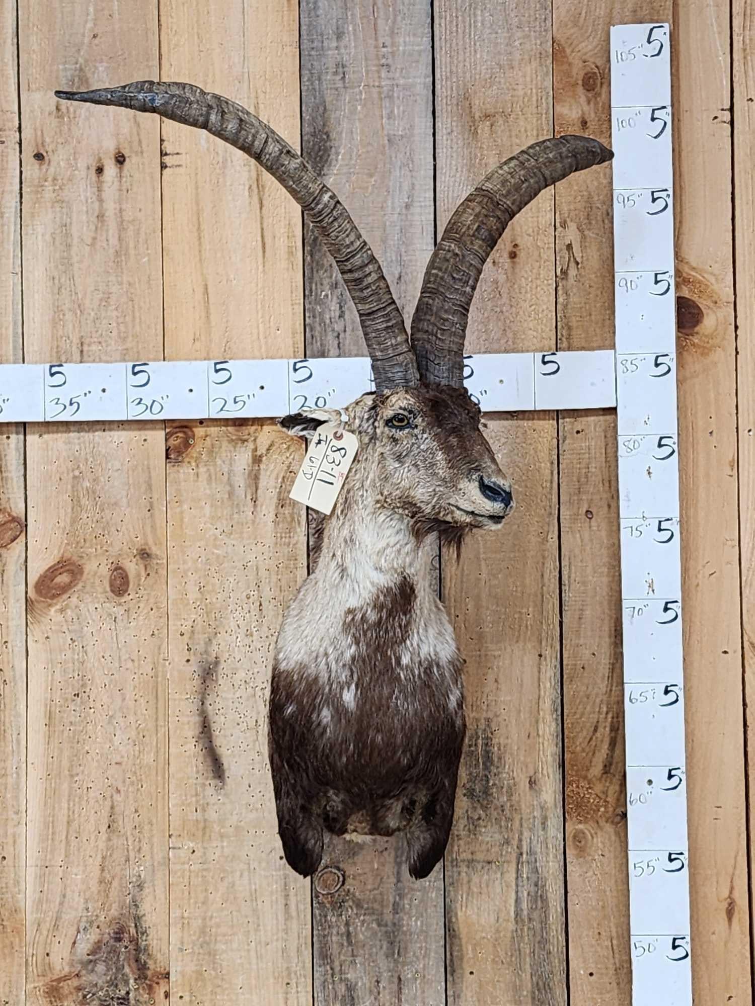 BIG Gredos Ibex Half Body Taxidermy Mount: 83.11 Huge horns over 26 27" fairly recent mount a real attention getter!