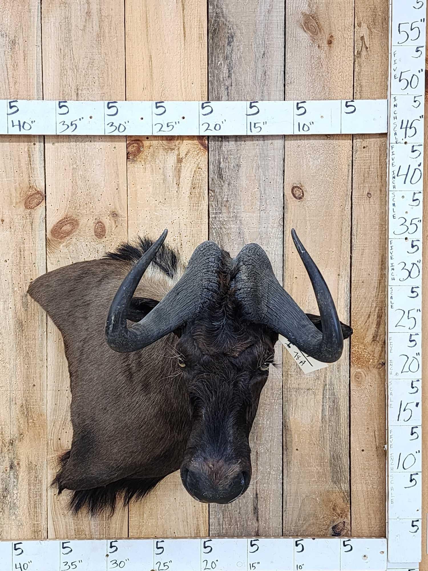 African Wildebeest Shoulder Mount Taxidermy: 85.19 Unique Wall Pedestal cutaway mount finished back awesome look