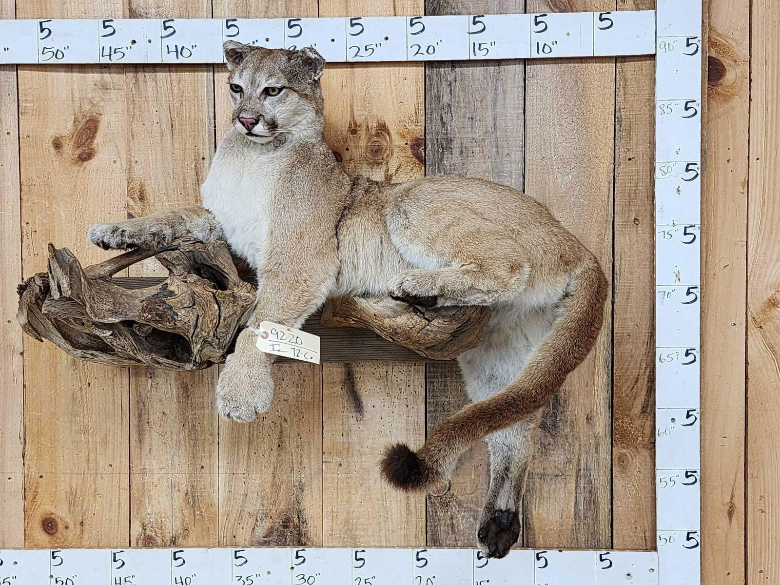 Mountain Lion Cougar Full Body Taxidermy Mount: 92.20 Noce mount good facial features