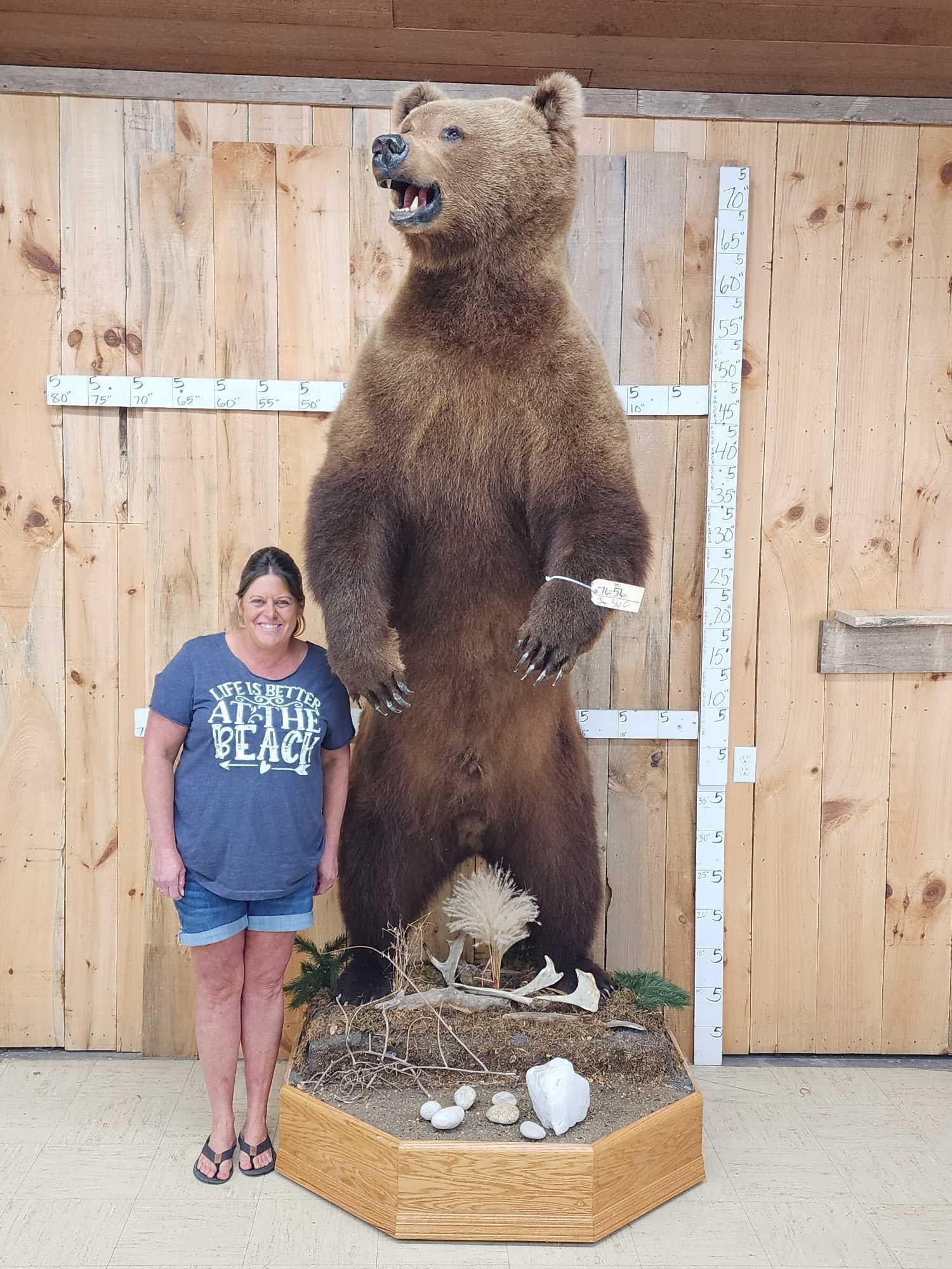 GIANT Russian Brown Bear Full Body Taxidermy Mount: 76.56 Recently mounted this monster was harvested in Kamchatka Russia in 2009Awesome Taxidermy Artwork on this impressive bear thick prime fur with impeccable color big claws intact all around Awesome