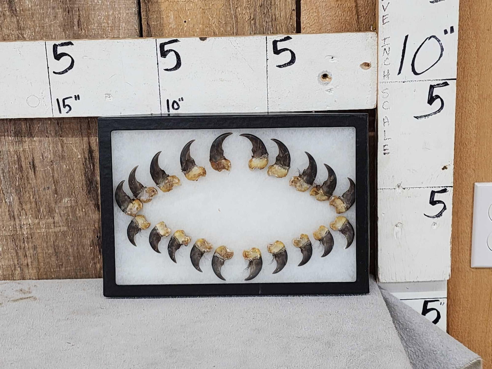 Set Of 20 Black Bear Claws Taxidermy: 106.5 Bigger set of claws great for crafts or jewelry complete set front back claws