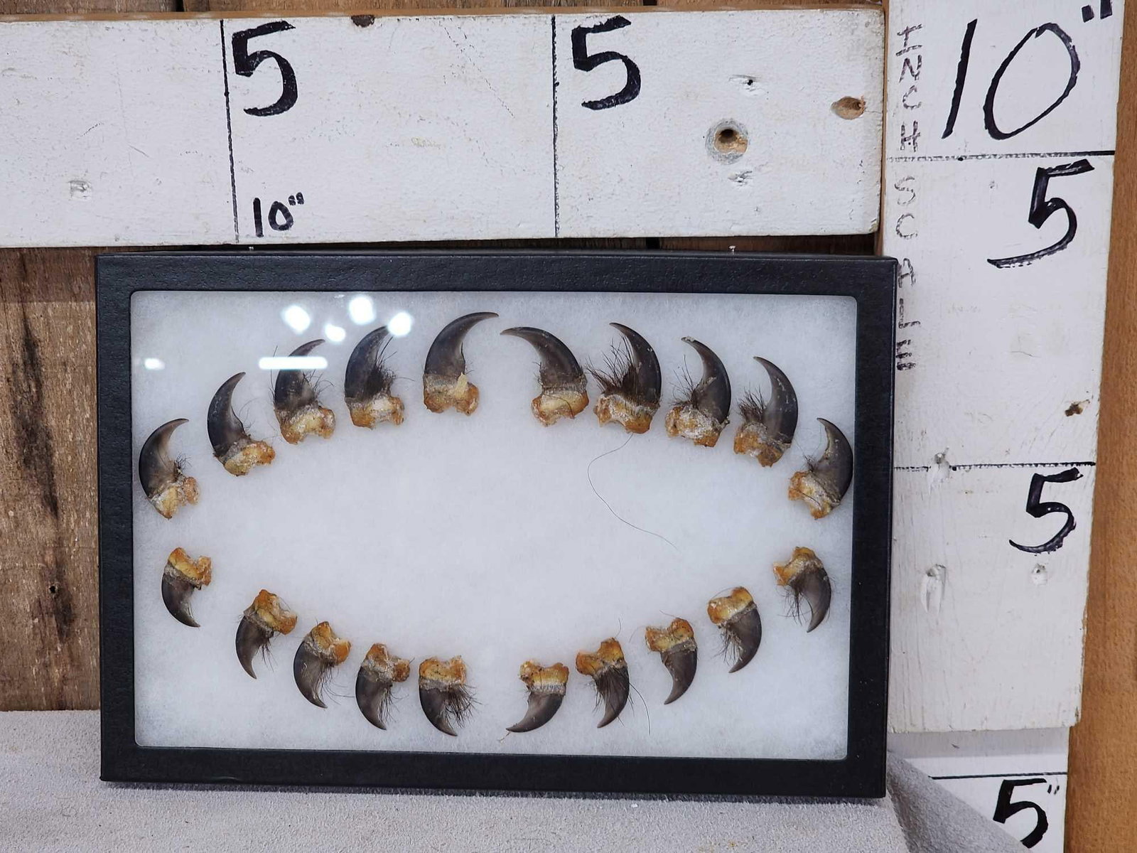Set Of 20 Black Bear Claws Taxidermy: 106.6 Great for crafts or jewelry complete set front back