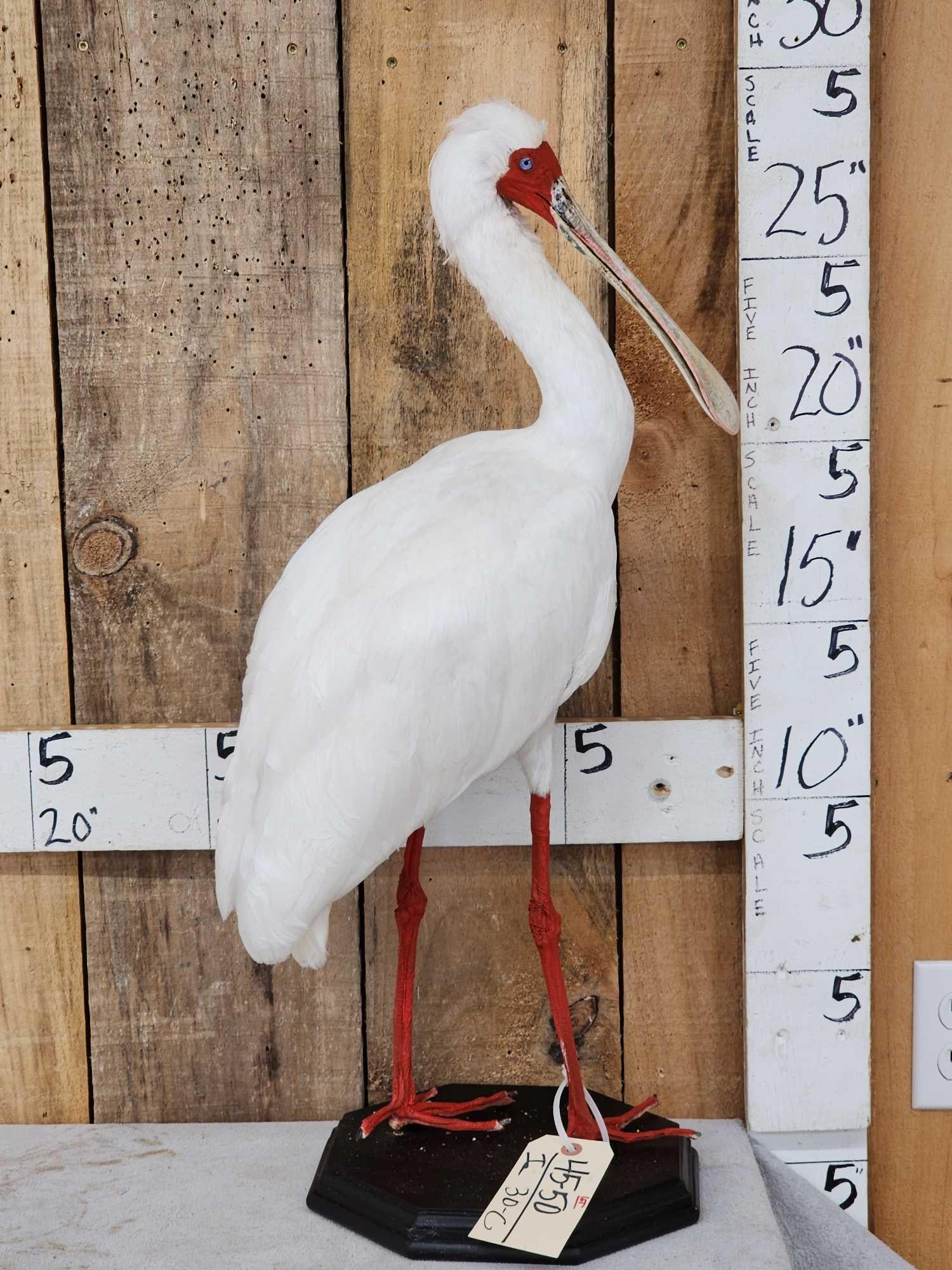 African White Spoonbill Full Body Bird Taxidermy: 45.50 Nicely done mount hard to find !A must have for the serious bird collector