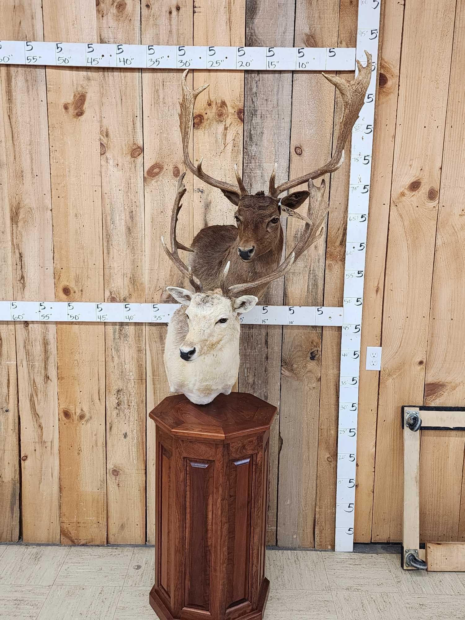 Dual Fallow Deer Pedestal Taxidermy Mount: 104.9 Cool piece well done mount Chocolate Vanilla color Phase mount slides right apart for easy transport