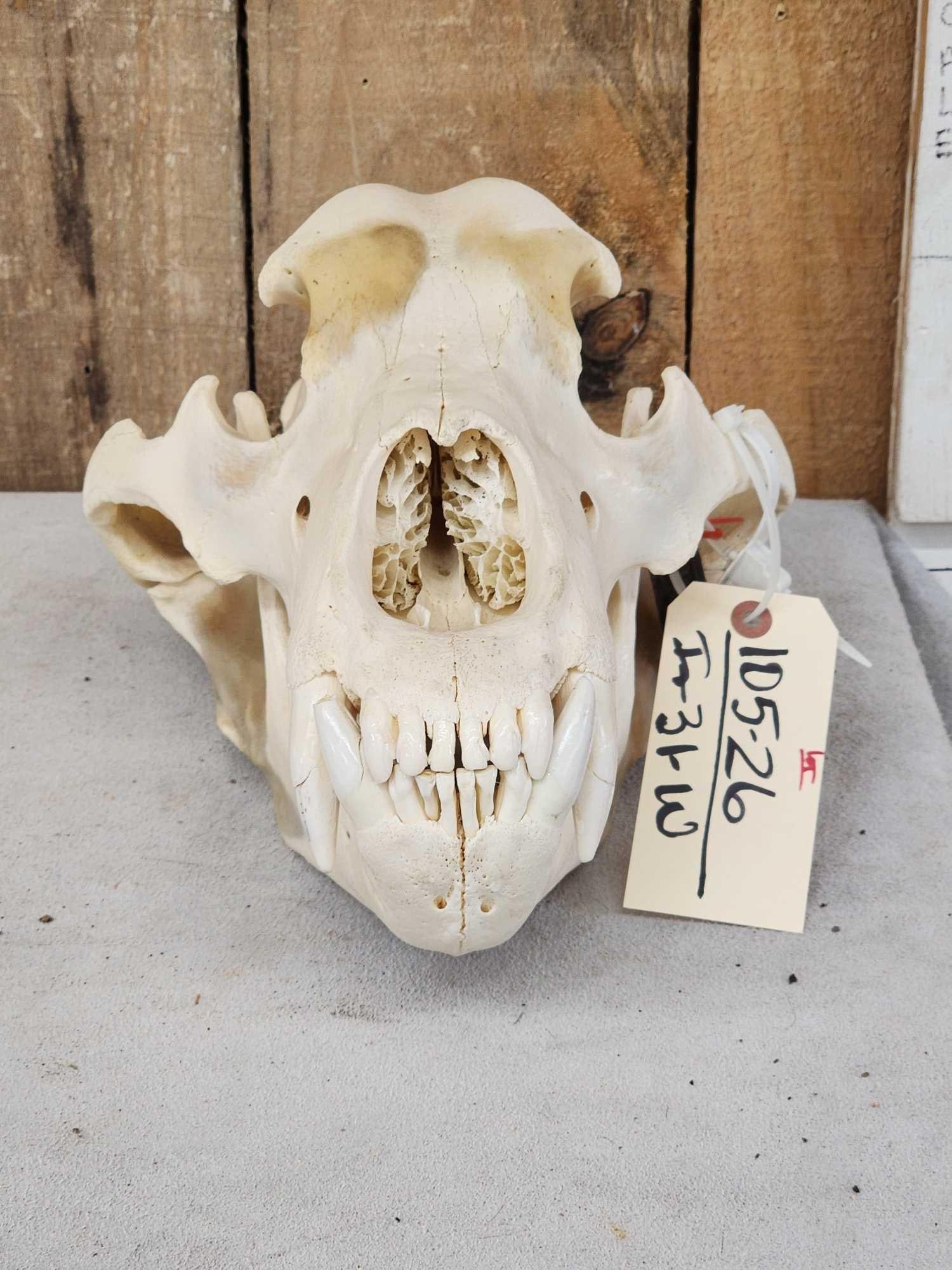 BIG Alaskan Brown Bear Skull Taxidermy: 105.26 Nicely done Skull great look about 17 2/8" x 10 1/8" should croed the record book NOTE: This Skull is from the giant Alaskan Brown Bear in the previous lot