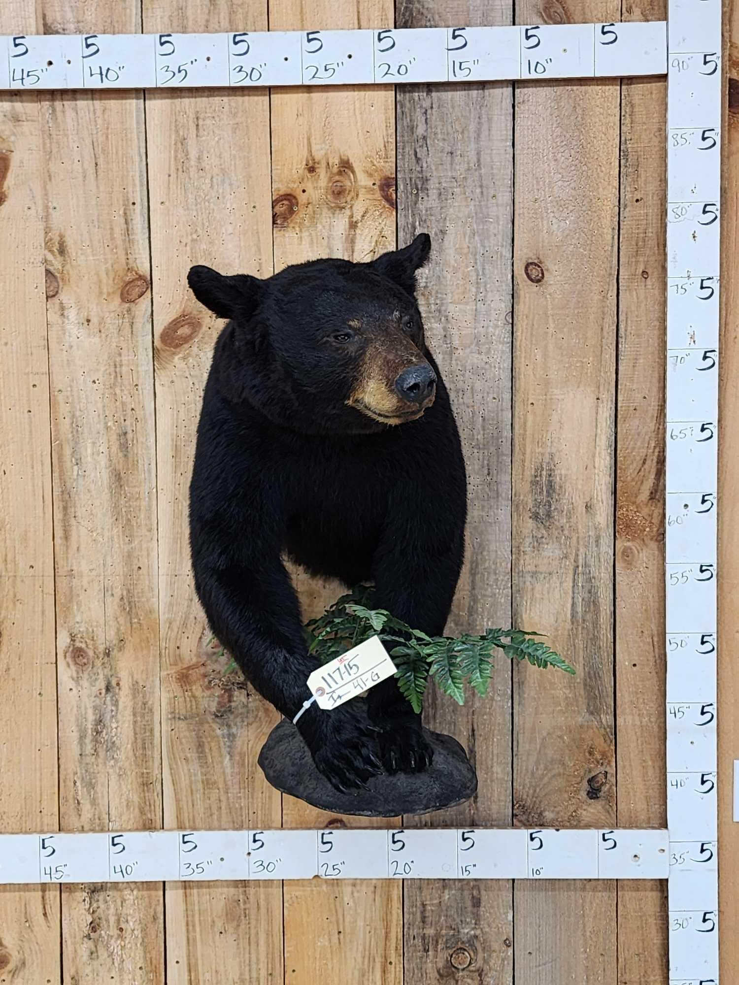 Bkack Bear Half Body Taxidermy Mount: 117.15 Nicely done mount great facial features thick prime fur claws intact nice mount
