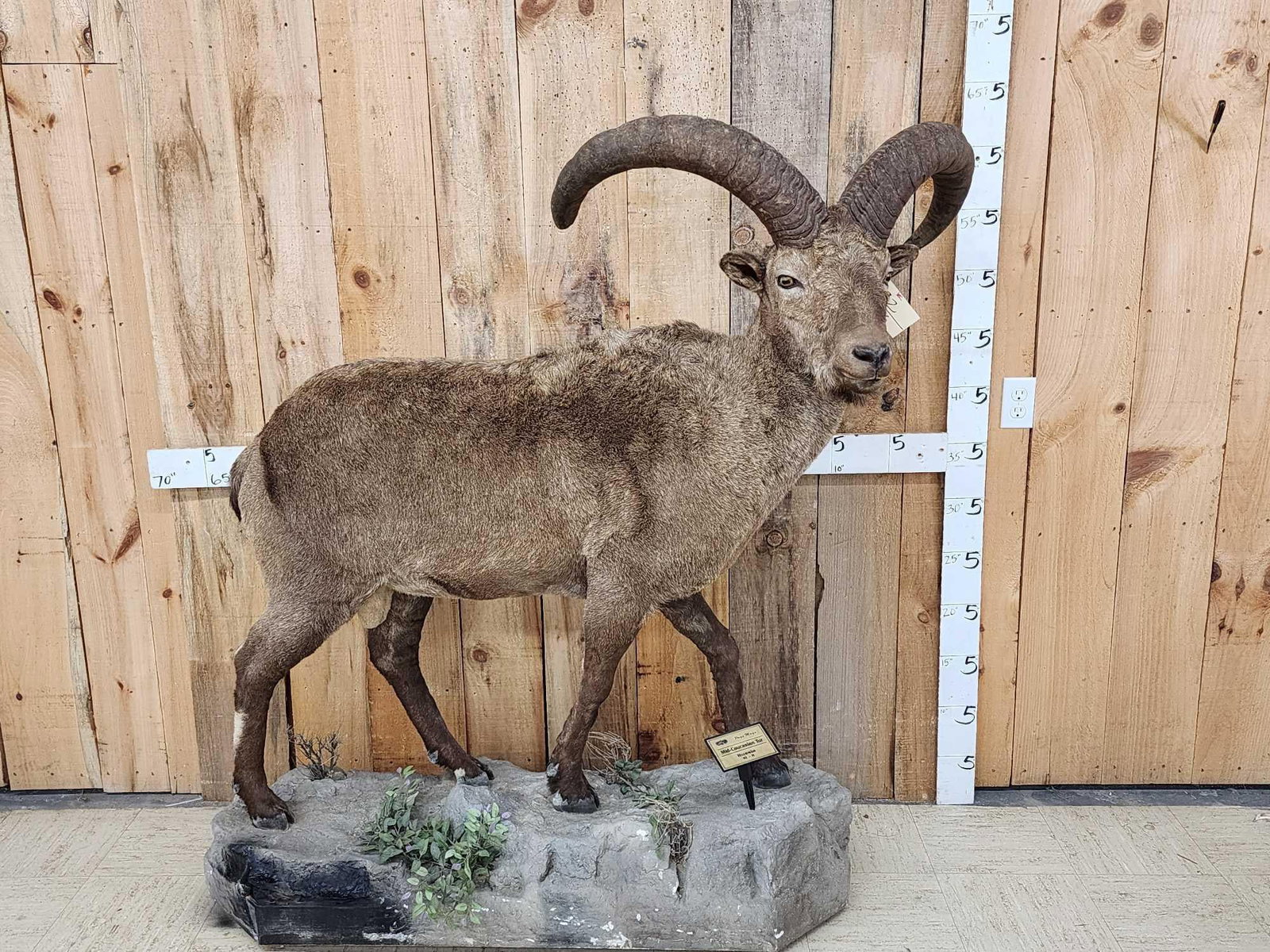 Russian Mid Caucasian Tur Full Body Taxidermy Mount: 107.2 Great example of a Tur big horns over 30" with 13 1/2" bases hard to find mount all the way from Russia!