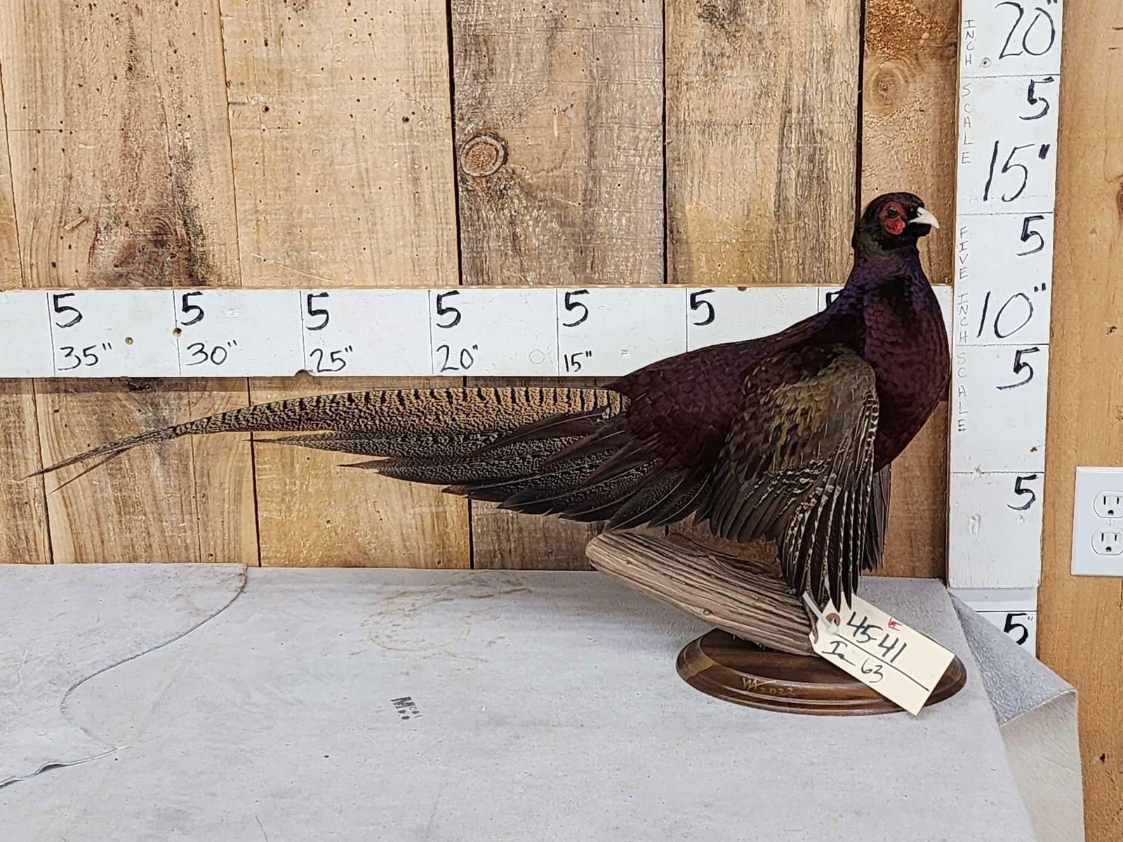 Gorgeous Ringneck/Reeves Cross Pheasant Full Body Bird Taxidermy: 45.41 Strutting pose outstanding colors recent mount great Taxidermy Artwork