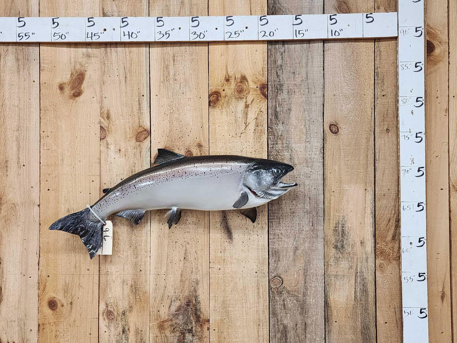36" King Salmon Real Skin Fish Taxidermy: 9.6 Great look