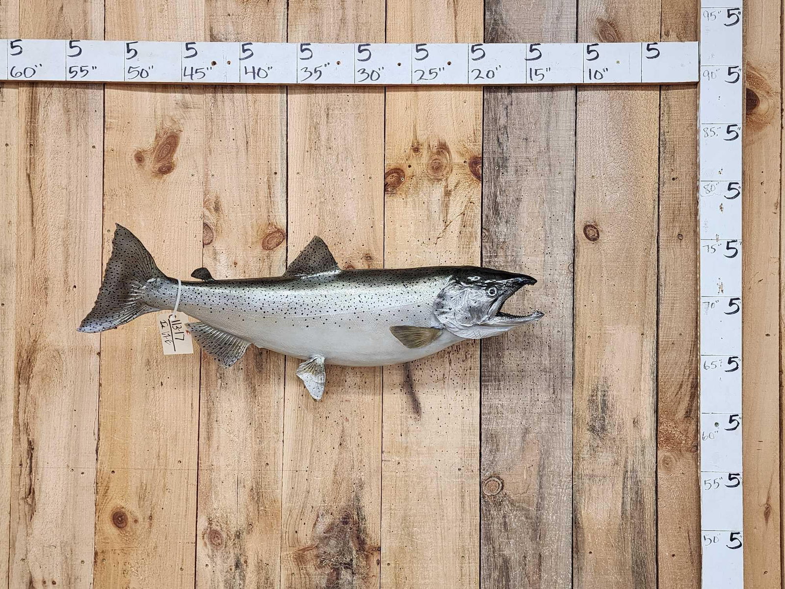 36" King Salmon Real Skin Fish Taxidermy: 113.17 Good paint artwork great look