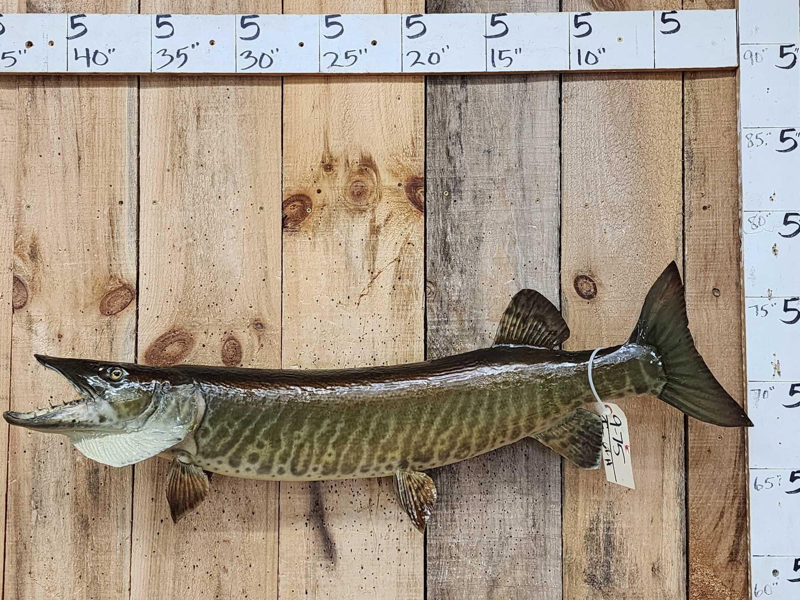 41" Muskie Real Skin Fish Taxidermy: 9.75 Great look good paint artwork