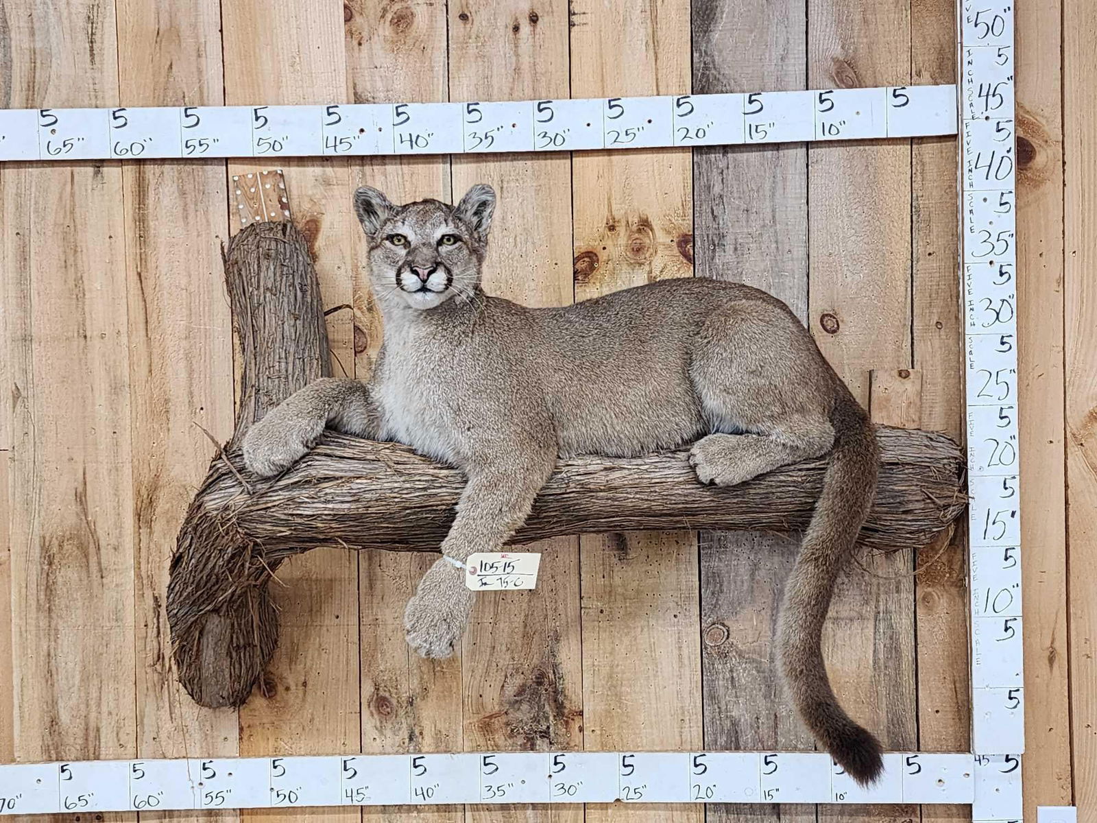 Mountain Lion Cougar Full Body Taxidermy Mount: 105.15 Pretty cat relaxing on a log great Taxidermy Artwork good facial features light weight artificial log with real cedar bark nice mount