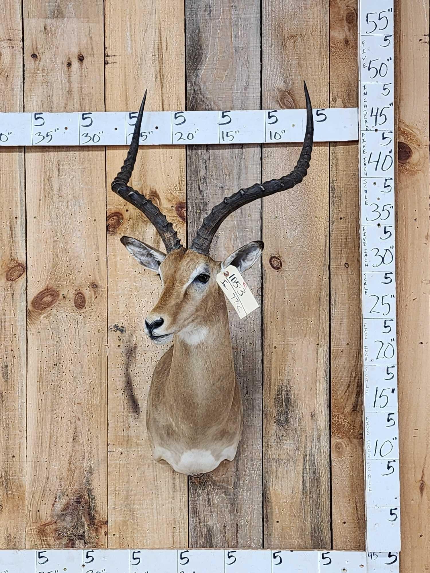 African Impala Shoulder Mount Taxidermy: 105.3 NICE clean mount well done piece big horns over 25"