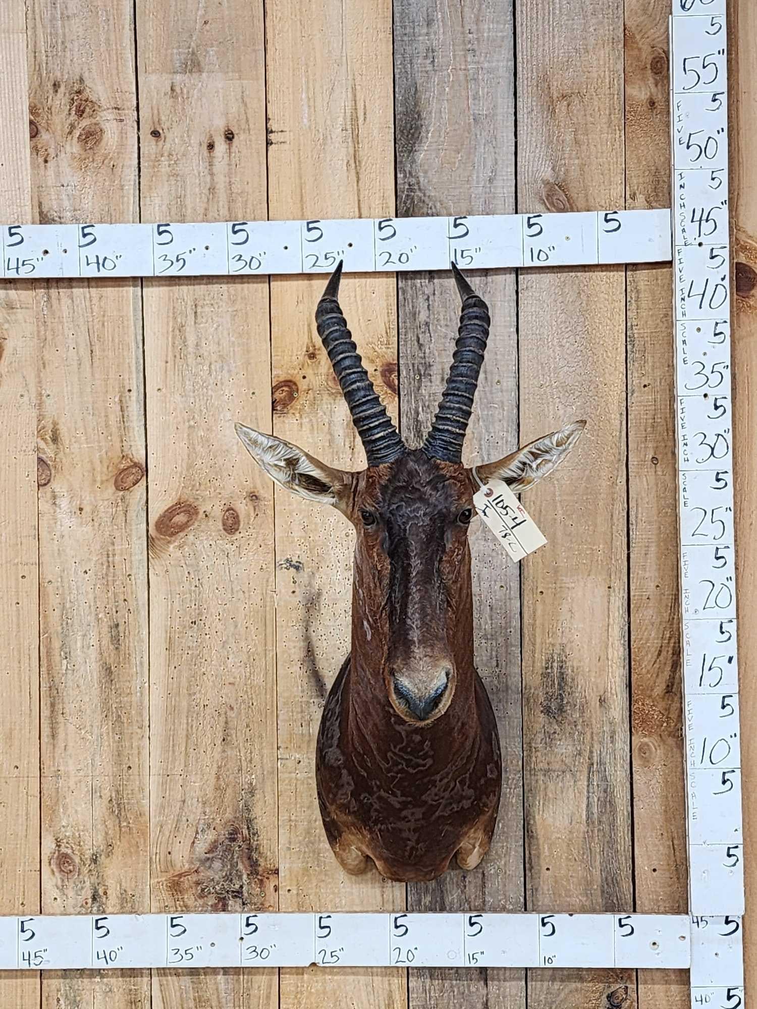 African Tsessebe Shoulder Mount Taxidermy: 105.4 Nice clean mount Nicely done great colors big horns