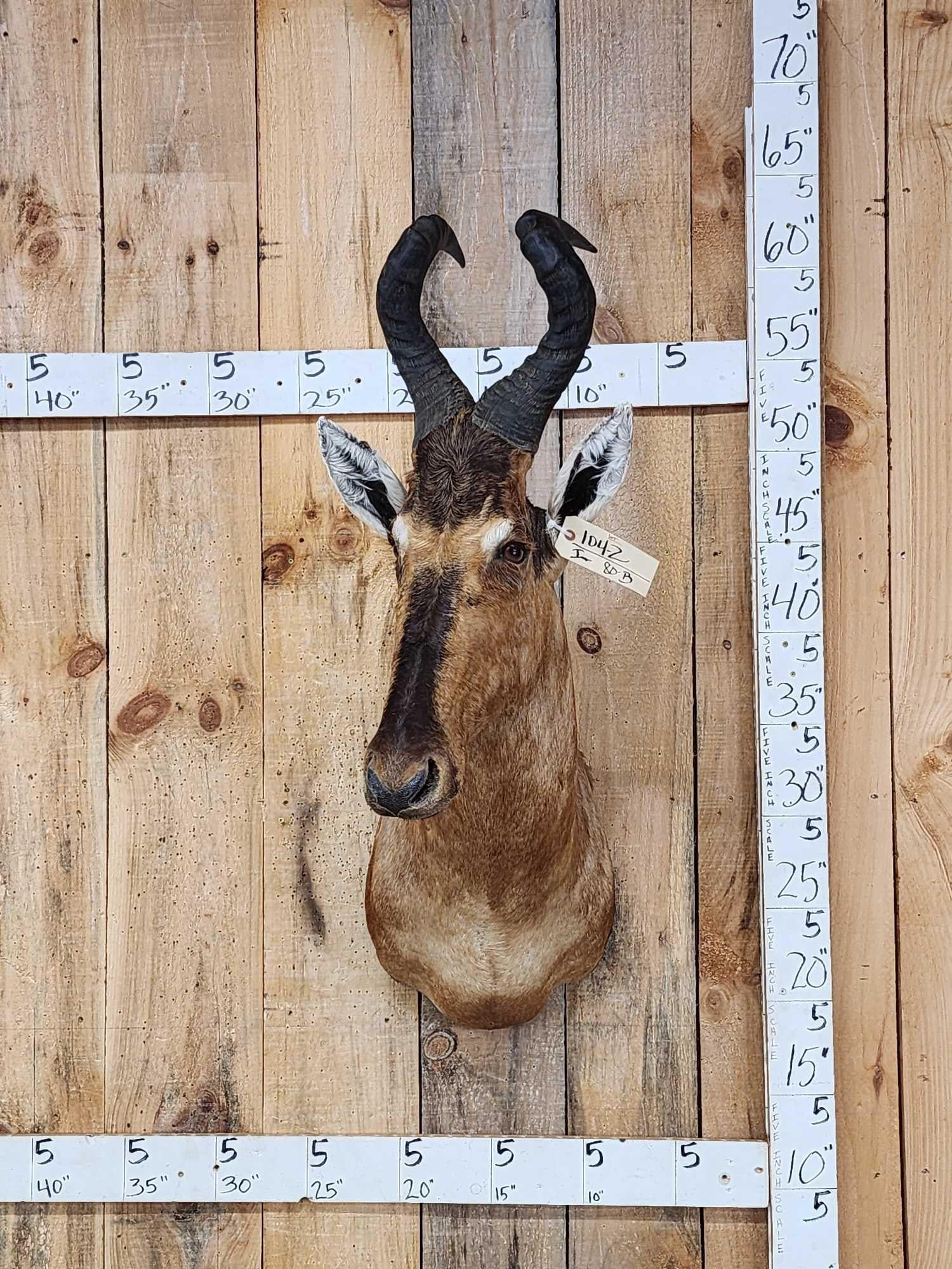 African Hartebeest Shoulder Mount Taxidermy: 104.2 Nice clean mount big horns good color