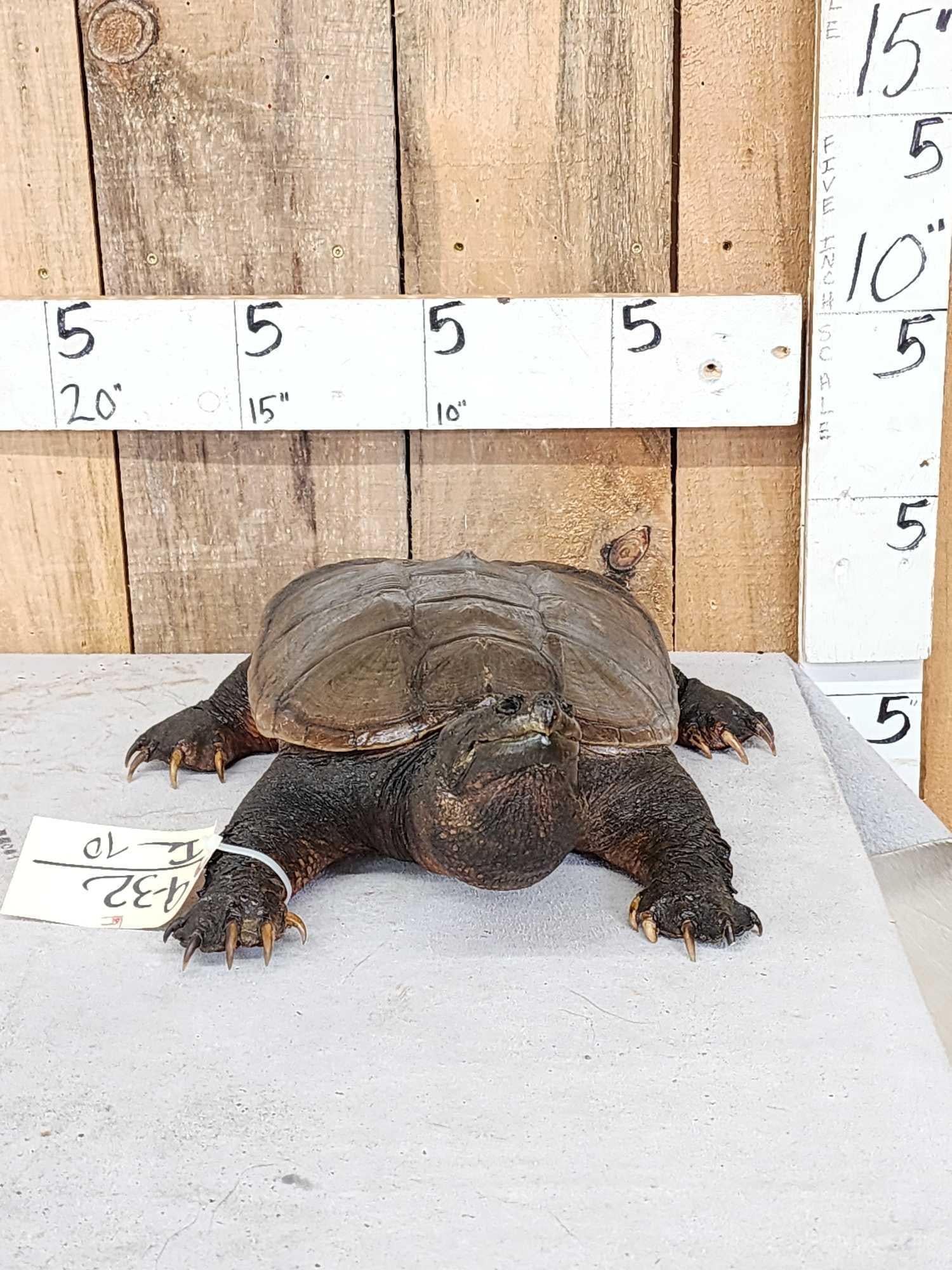 Snapping Turtle Full Body Taxidermy Mount: 9.32 Recently mounted great look free standing mount put him anywhere in your display
