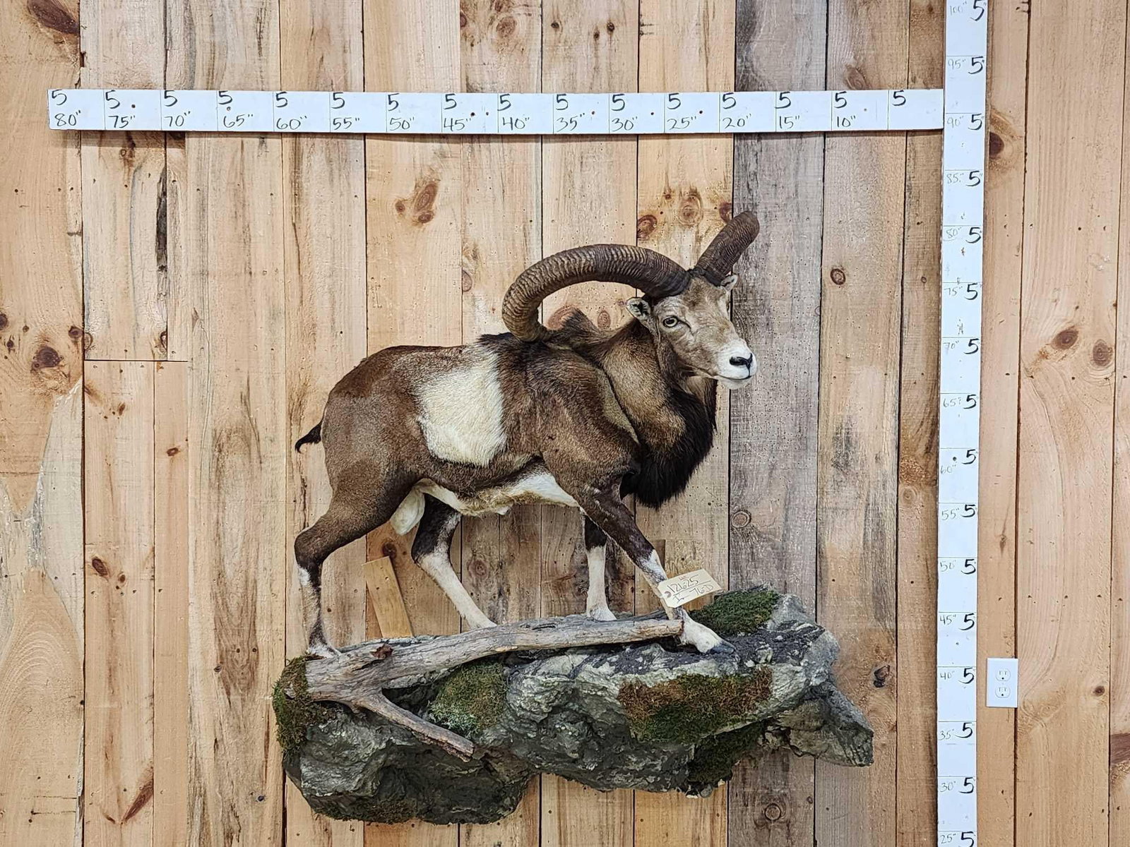 GIANT Mouflon Ram Sheep Full Body Taxidermy Mount: 126.25 Huge horns over 26 28" long Awesome color great Taxidermy Artwork on light weight habitat hanging base